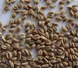 Ajwain Seeds 100g